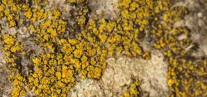 Symbioses (épisode 1 : les lichens)