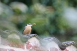 Visite-conférence Oiseaux (extra)ordinaires – Province de Liège ©