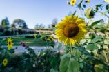 Jehay, les jardins au fil des saisons – Province de Liège ©