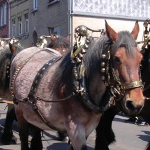 Carnavals en Province de Liège