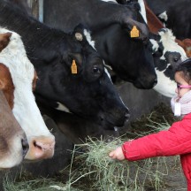 Les fermes pédagogiques sensibilisent à la vie de la ferme.