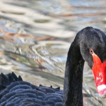 Cygne noir