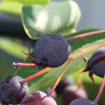 Amélanchier d'Amérique - Fruits