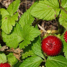 Fraisier des Indes