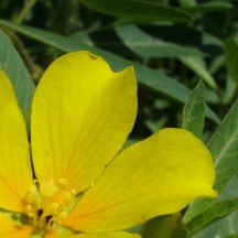 Jussie à grandes fleurs