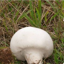 Agaric champêtre