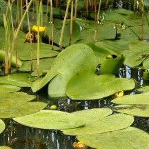 Nénuphar jaune