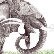 La comptine du Toucan