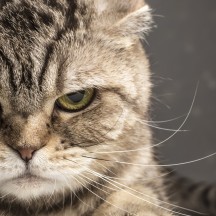 Apprivoiser la colère