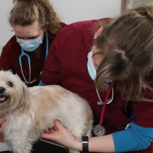 Fondation Prince Laurent - Cass