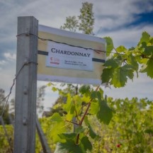 Ligne de Chardonnay