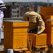 L’ABEILLE EN MILIEU URBAIN