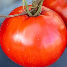 Tomates