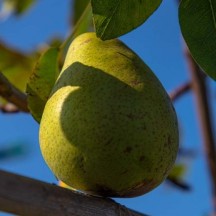 Poire