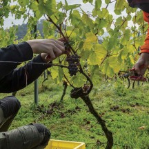 Premières vendanges, vignoble didactique de la Province de Liège