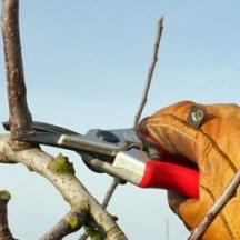 Taille d'arbres fruitiers