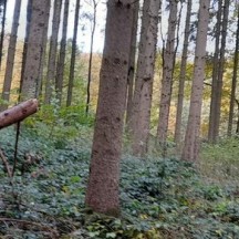 Mise à blanc résinaux