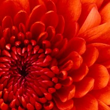 Chrysanthème