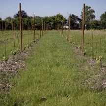 Vignoble expérimental