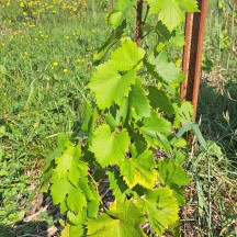 pied de vigne 1
