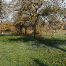 Vieux verger à restaurer
