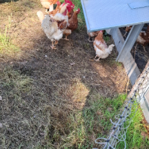 Poules devant le poulailler mobile