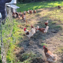 Poules en extérieur