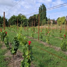 Ligne de vignes expérimentales