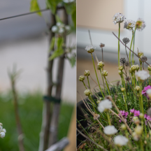 Fleurs diverses