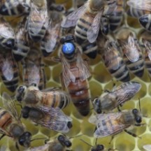 Abeilles