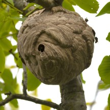 nid de frelon asiatique Getty images