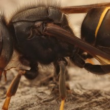 frelon asiatique Getty images