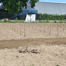 vignoble
