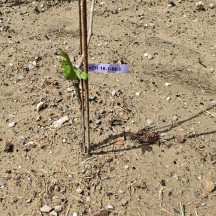 vignoble