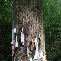 Arbres à loques et à clous - Stambruge