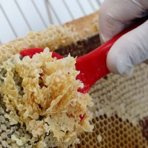 Tous les produits de la ruche peuvent être transformés