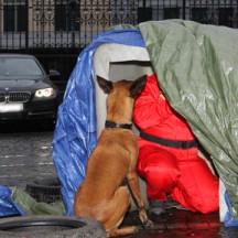 Formation de maîtres-chiens une aide précieuse dans la recherche