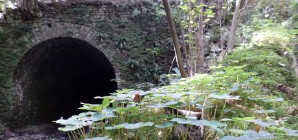 Visite de la réserve naturelle de Rognac: « Les arbres de Rognac»