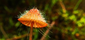 Les balades nature des découvertes de Comblain - Le monde mystérieux des champignons