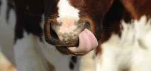 Signes de vache