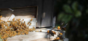 La Province de Liège soutient la biodiversité et les apiculteurs face à la venue du frelon asiatique