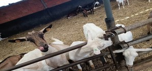 Formation « Se diversifier vers ou créer, un élevage ovin et/ou caprin »