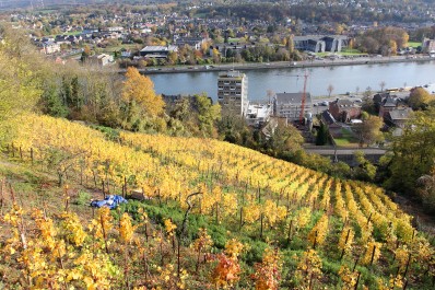 La Route des vins, un atout pour le Province de Liège