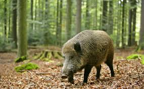 Sanglier