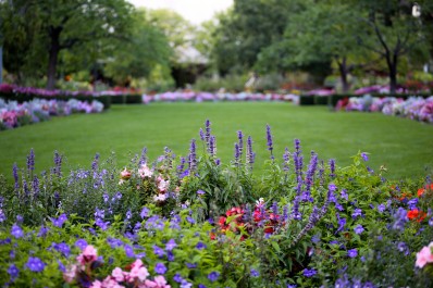 Parterre de fleurs