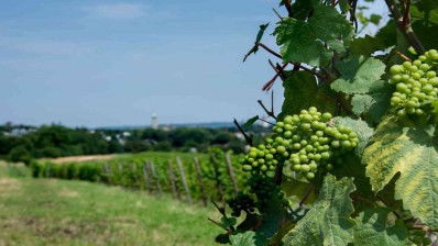 Création de vignoble