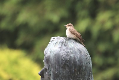 Oiseaux (extra)ordinaires