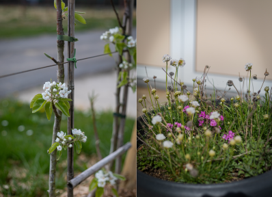 Fleurs diverses