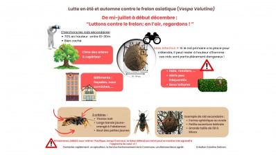 Lutte en été et automne contre le frelon asiatique