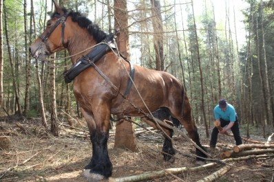 Débardage en forêt-Louveigné 7 mai 2013 